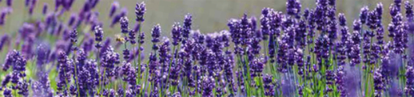 Lavender